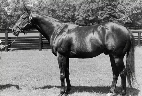 Bold Ruler(1954–1971)