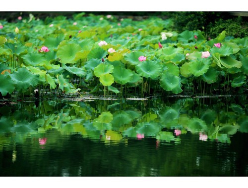 100年来，力学学科的50篇重要文献